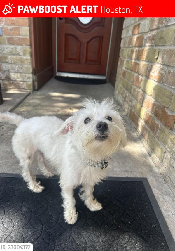 Lost Male Dog last seen crosshaven , Houston, TX 77015