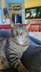 Reunited Male Cat last seen W.Marigold Street Munhall, Munhall, PA 15120