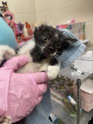 Shelter Stray Male Cat last seen Near S 42nd Street, San Diego, CA, 92113, El Cajon, CA 92020, USA