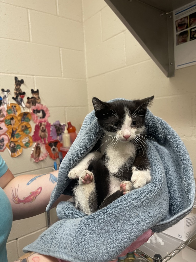 Shelter Stray Male Cat last seen Near S 42nd Street, San Diego, CA, 92113, El Cajon, CA 92020, USA