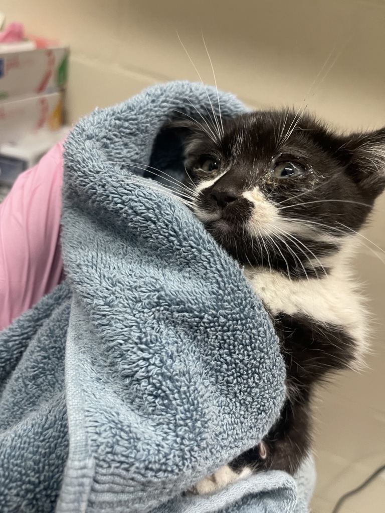 Shelter Stray Female Cat last seen Near S 42nd Street, San Diego, CA, 92113, El Cajon, CA 92020, USA