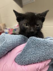 Shelter Stray Female Cat last seen Near S 42nd Street, San Diego, CA, 92113, El Cajon, CA 92020, USA