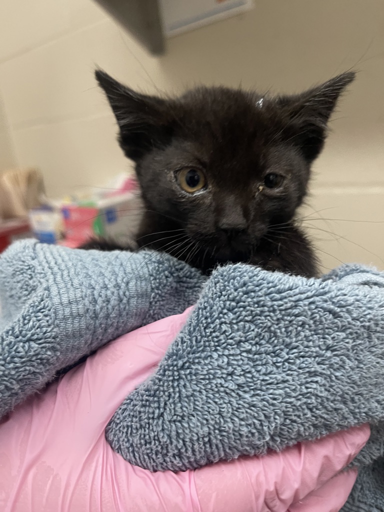 Shelter Stray Female Cat last seen Near S 42nd Street, San Diego, CA, 92113, El Cajon, CA 92020, USA