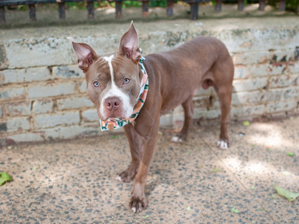 Shelter Stray Male Dog last seen New Lots Avenue, BROOKLYN, NY, 11207, 326 E 110th St, New York, NY 10029, USA