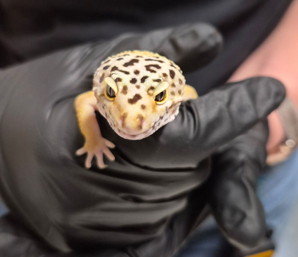 Shelter Stray Male Reptile last seen Near W 2nd Avenue, Escondido, CA, 92025, Oceanside, CA 92058, USA