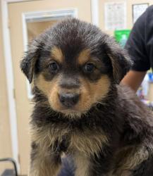 Shelter Stray Male Dog last seen Near Mission Avenue, Oceanside, CA, 92058, Oceanside, CA 92058, USA