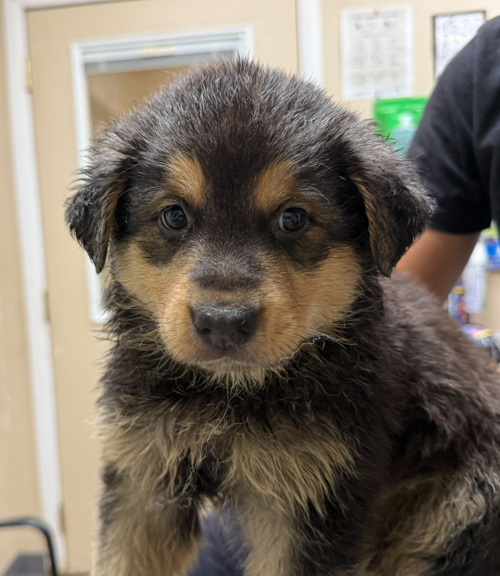 Shelter Stray Male Dog last seen Near Mission Avenue, Oceanside, CA, 92058, Oceanside, CA 92058, USA