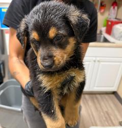 Shelter Stray Male Dog last seen Near Mission Avenue, Oceanside, CA, 92058, Oceanside, CA 92058, USA