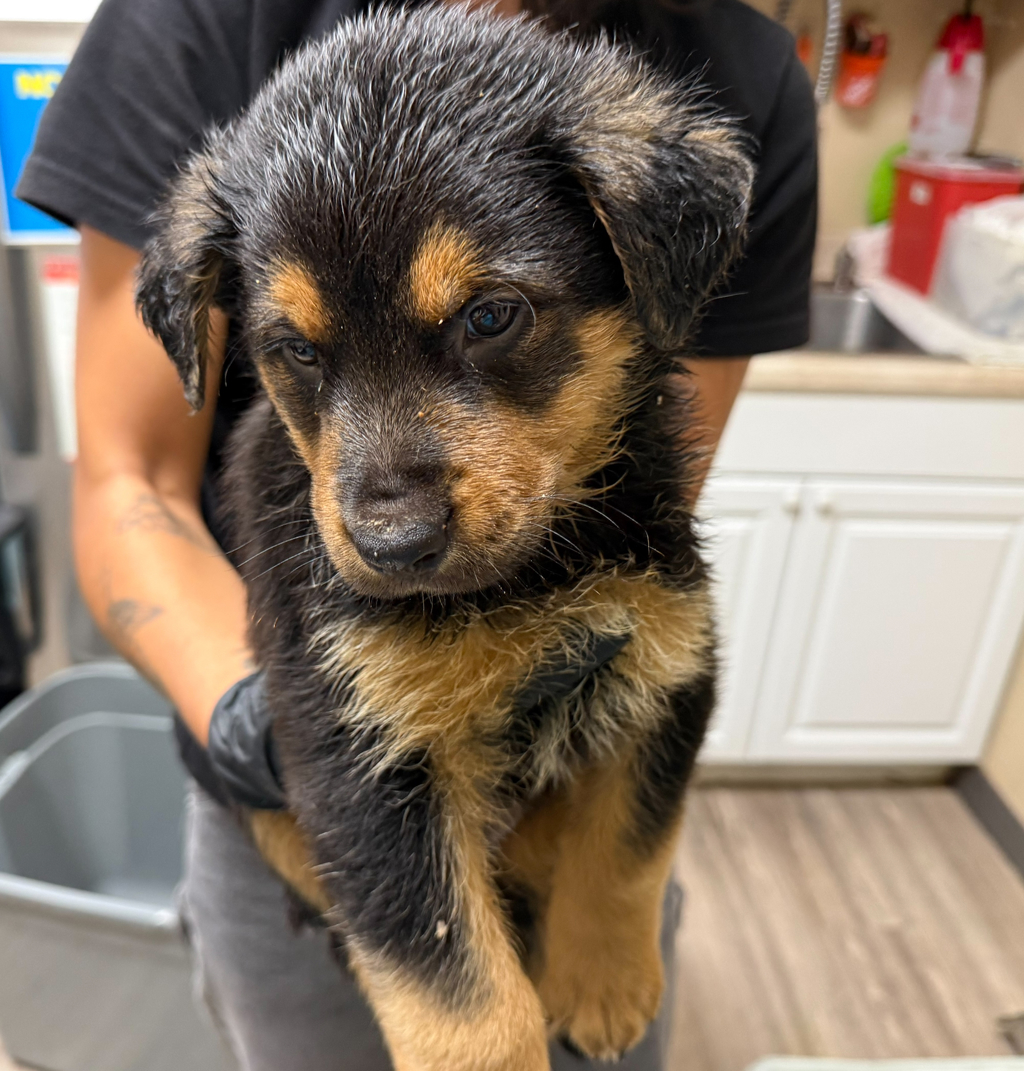 Shelter Stray Male Dog last seen Near Mission Avenue, Oceanside, CA, 92058, Oceanside, CA 92058, USA
