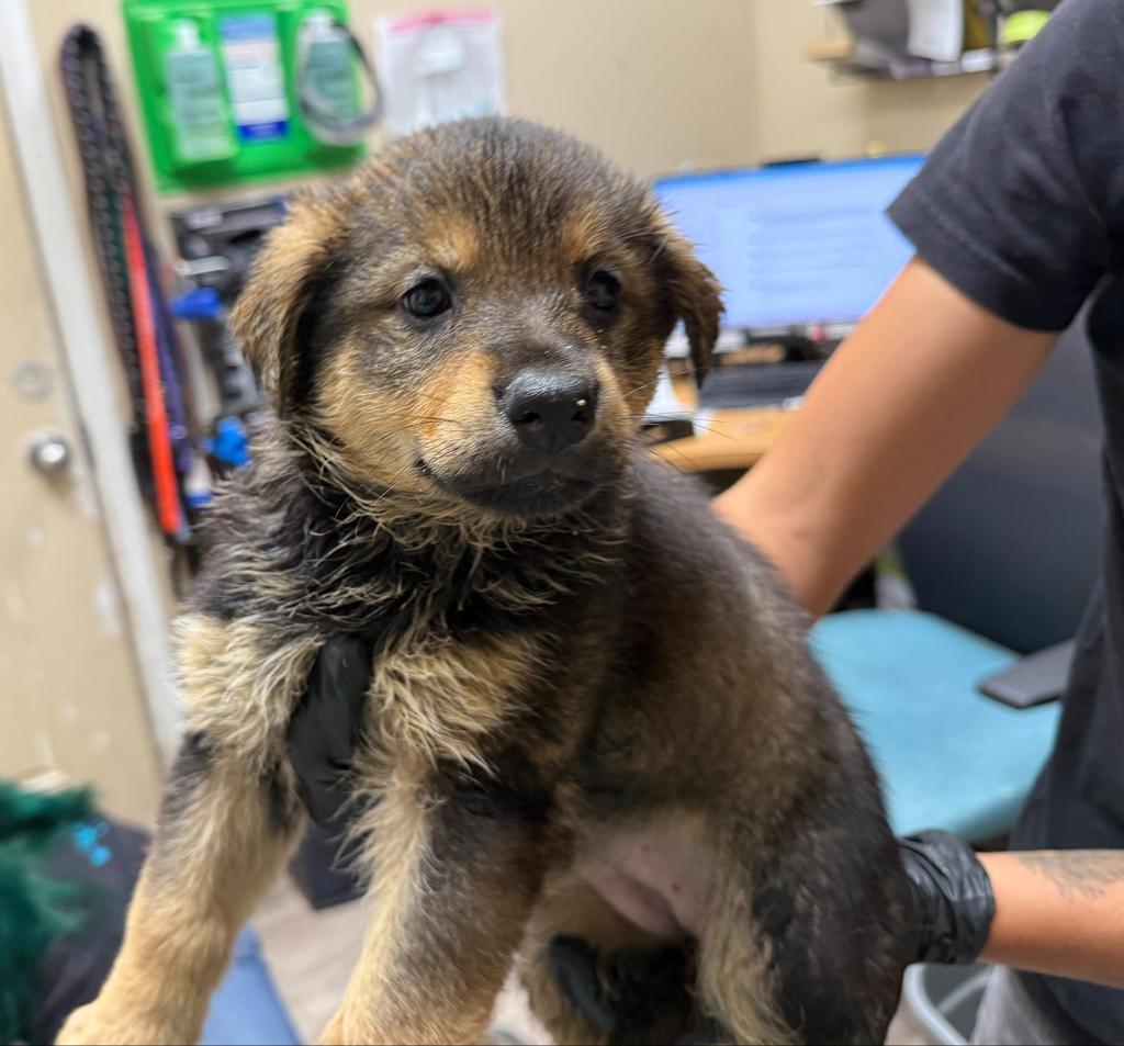 Shelter Stray Female Dog last seen Near Mission Avenue, Oceanside, CA, 92058, Oceanside, CA 92058, USA