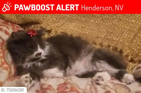 Lost Male Cat last seen Lake mead pkwy and water st, Henderson, NV 89015