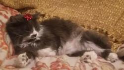 Lost Male Cat last seen Lake mead pkwy and water st, Henderson, NV 89015