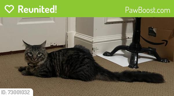 Reunited Unknown Cat last seen Esplanade and LaVeta, Orange, CA 92869