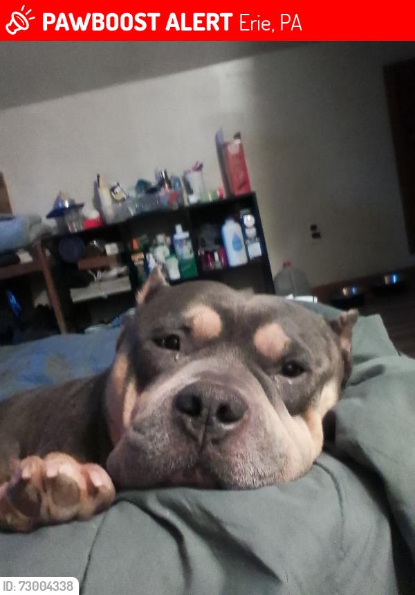 Lost Male Dog last seen Downing Avenue , Erie, PA 16507