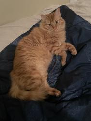 Reunited Male Cat last seen Near Socorro bend , Leander, TX 78641