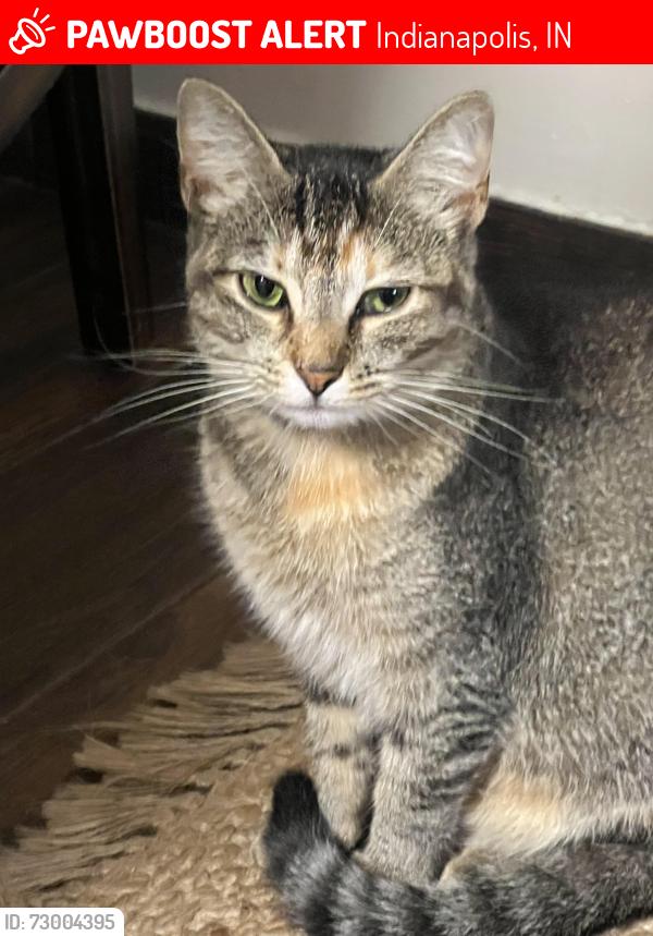 Lost Female Cat last seen Northwest high school 34 moller rd., Indianapolis, IN 46254