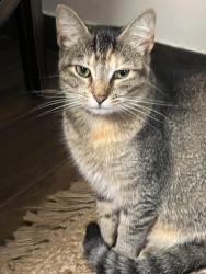 Lost Female Cat last seen Northwest high school 34 moller rd., Indianapolis, IN 46254
