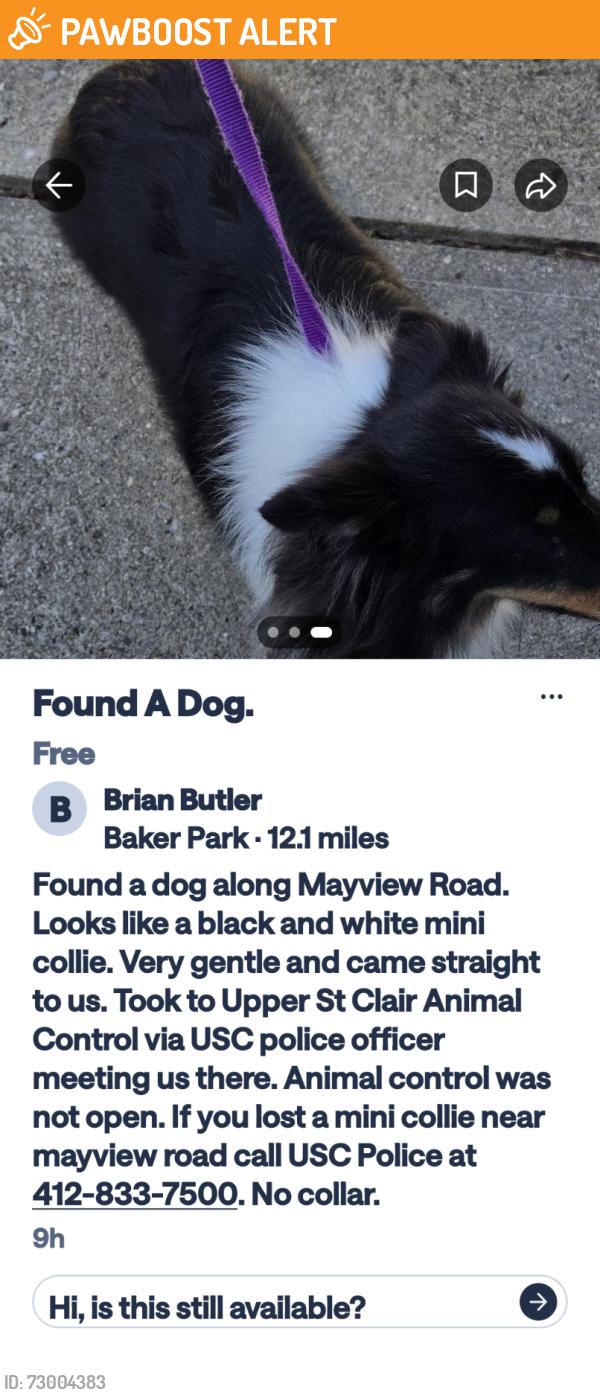 Found/Stray Unknown Dog last seen Near Mayview Road, Upper St. Clair Township, PA 15241