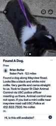 Found/Stray Unknown Dog last seen Near Mayview Road, Upper St. Clair Township, PA 15241