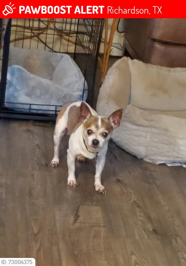 Lost Male Dog last seen Lakeside at Spring Valley apmts, Richardson, TX 75080