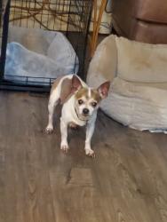 Lost Male Dog last seen Lakeside at Spring Valley apmts, Richardson, TX 75080