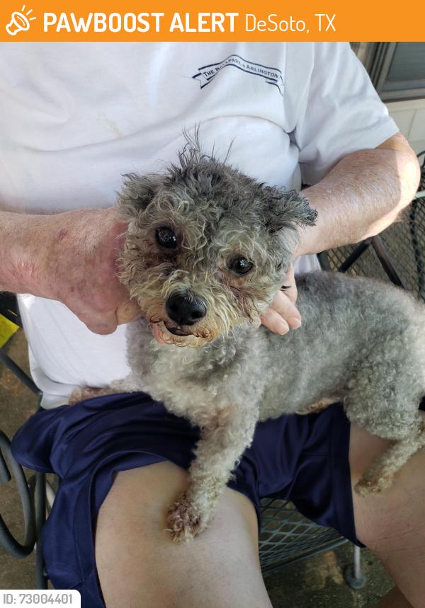 Found/Stray Female Dog last seen Desoto High School, DeSoto, TX 75115