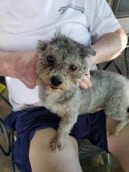 Found/Stray Female Dog last seen Desoto High School, DeSoto, TX 75115