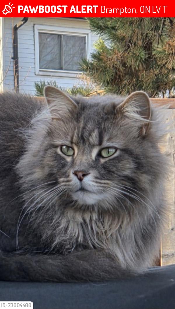 Lost Male Cat last seen Weybridge Trail , Brampton, ON L6V 4T4