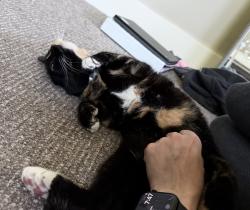Reunited Female Cat last seen 18th Street and Hill Rd: Boise Northend., Boise, ID 83702