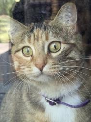 Lost Female Cat last seen Cedar Ave and Dodd, Lakeville, MN 55044
