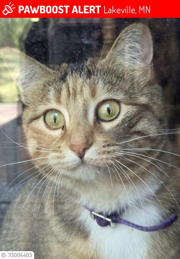 Lost Female Cat last seen Cedar Ave and Dodd, Lakeville, MN 55044