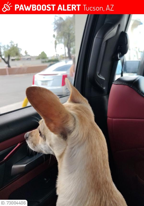 Lost Female Dog last seen Near e Tanque verde rd , Tucson, AZ 85715