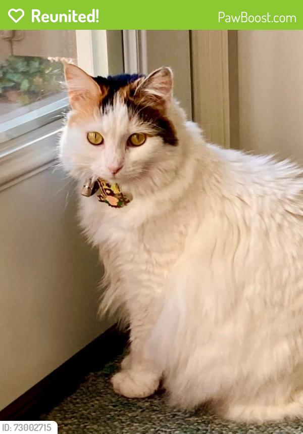 Reunited Female Cat last seen Berwick Ct. Miamisburg , Miamisburg, OH 45342