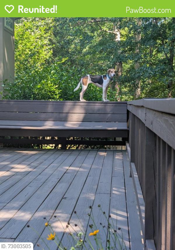 Reunited Female Dog last seen wyndham/dominion hills , Wyndham, VA 23059