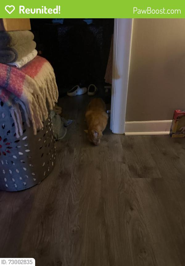 Reunited Male Cat last seen In between r, Greenville, NC 27858