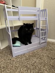 Lost Male Cat last seen Near Lincoln Elementary , Pittsburgh, PA 15216