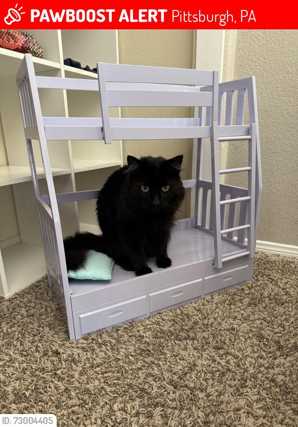 Lost Male Cat last seen Near Lincoln Elementary , Pittsburgh, PA 15216