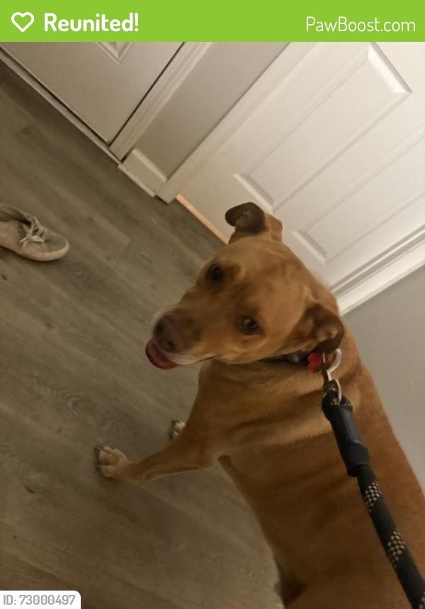 Reunited Male Dog last seen Glenhaven Drive and Westfield Dr Lake Asbury, Asbury Lake, FL 32043