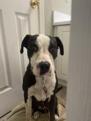 Found/Stray Male Dog last seen greenwood humane society , Greenwood County, SC 29649