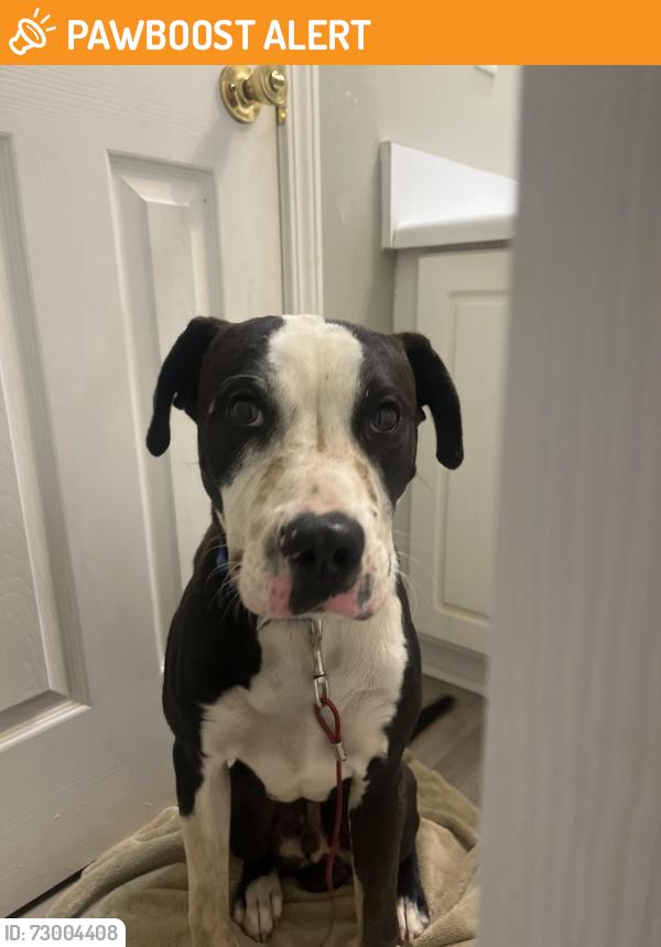Found/Stray Male Dog last seen greenwood humane society , Greenwood County, SC 29649