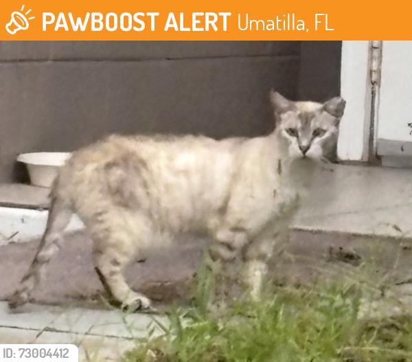 Found/Stray Unknown Cat last seen Bonaire place, cayman circle, Devault st, Wilson parish road, Umatilla, FL 32784