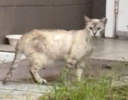 Found/Stray Unknown Cat last seen Bonaire place, cayman circle, Devault st, Wilson parish road, Umatilla, FL 32784