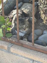 Found/Stray Unknown Cat last seen Hauser Blvd and blackwelder, Los Angeles, CA 90016