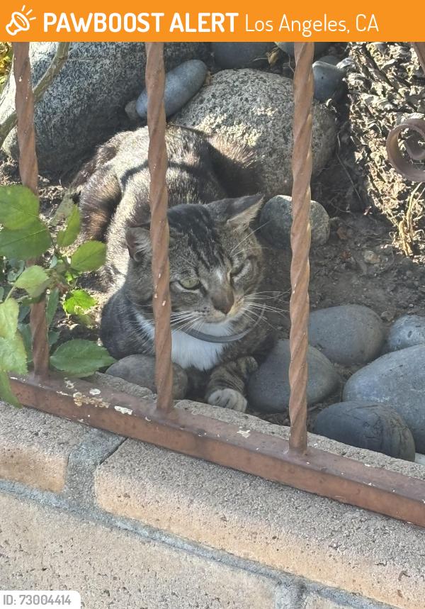 Found/Stray Unknown Cat last seen Hauser Blvd and blackwelder, Los Angeles, CA 90016
