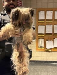 Found/Stray Unknown Dog last seen Harrison St and Kolmar west side of Chicago, Chicago, IL 60624