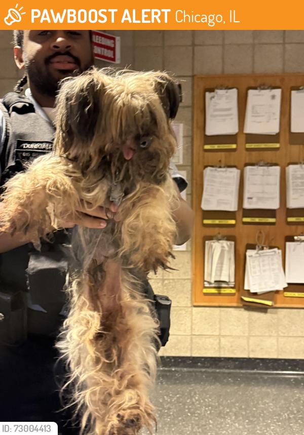 Found/Stray Unknown Dog last seen Harrison St and Kolmar west side of Chicago, Chicago, IL 60624