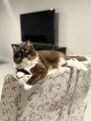 Lost Female Cat last seen Near west meadow drive west Chester twp , West Chester Township, OH 45069