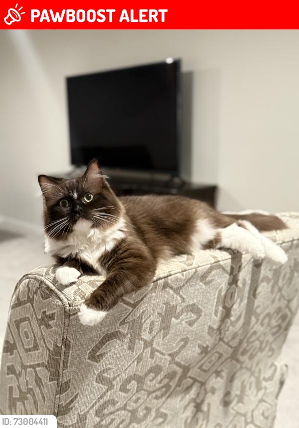 Lost Female Cat last seen Near west meadow drive west Chester twp , West Chester Township, OH 45069