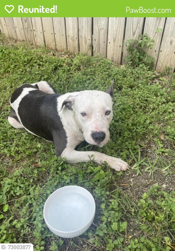 Reunited Unknown Dog last seen Country View Village Neighborhood, San Antonio, TX 78240
