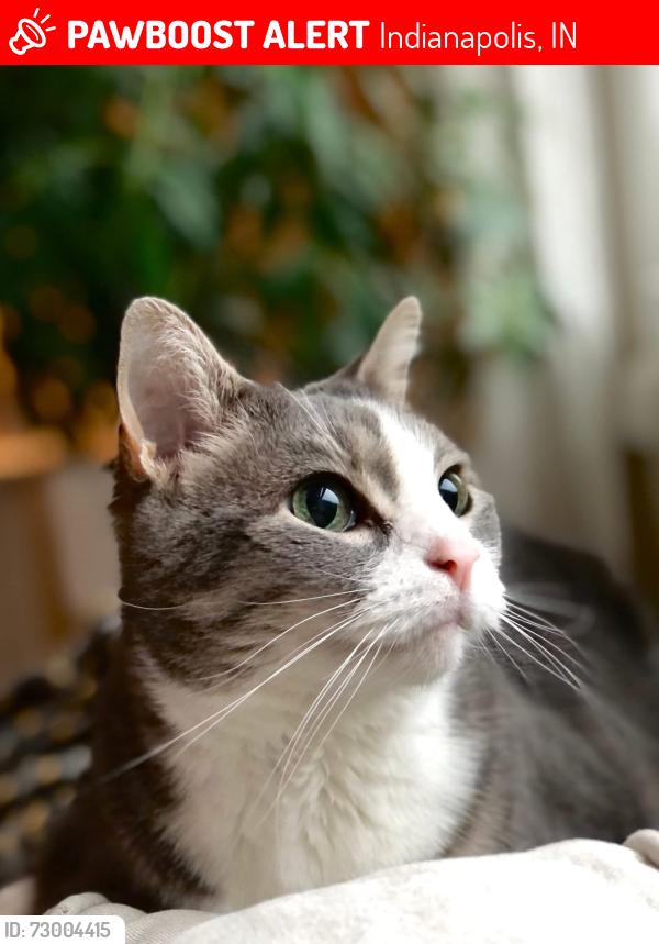 Lost Female Cat last seen E 106th St and Washington Blvd, Indianapolis, IN 46280